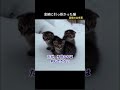 猫を助けたらクリスマスの夜に子猫を連れてやってきた #猫動画 #猫の恩返し