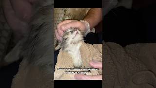 Подобрали кошку с улицы 3 - чем болеет и как назвали. #кошка #cats #котенок #домашнееживотное