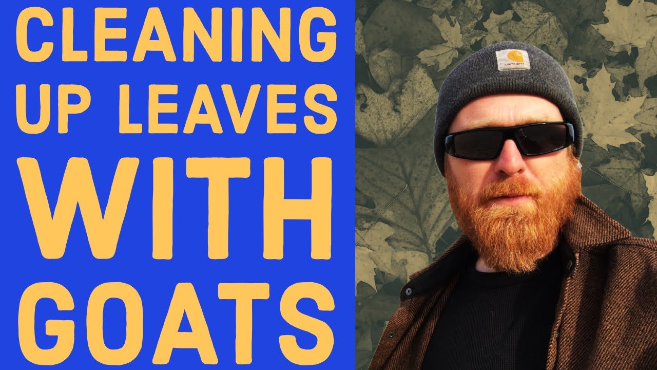 Cleaning Up Leaves with Goats - YouTube