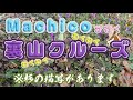 【※視点酔い注意】裏山クルーズ【Machico】