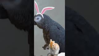 Happy Easter 2018 from Einstein Parrot 🐰🐥🌷 #parrot #birds #nature Details