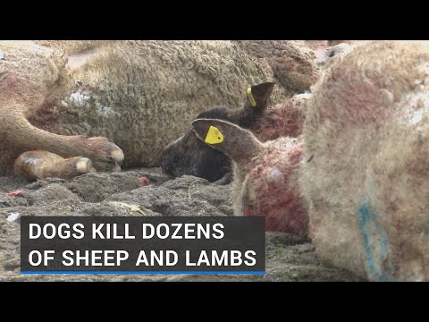 Farmer recalls 'horror' of 50 sheep killed in dog attack