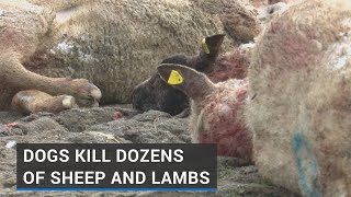 Farmer recalls 'horror' of 50 sheep killed in dog attack