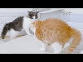 【さばちゃん32】びっくりして毛が逆立ってしまい心配です さばちゃんとしゃけちゃん