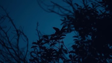 سورة الزمر أحمد بن طالب بدون اعلانات
