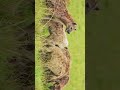 Why Hyenas Are Not Just Scavengers