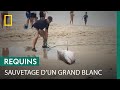 Des vacanciers viennent au secours d&#39;un grand requin blanc échoué sur la plage