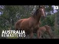 Brumby gives birth in the Australian Alps  | Australia Remastered