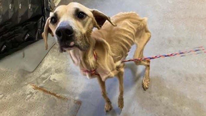 Heartbreaking a severely malnourished and fearful dog she fights to regain  her strength!