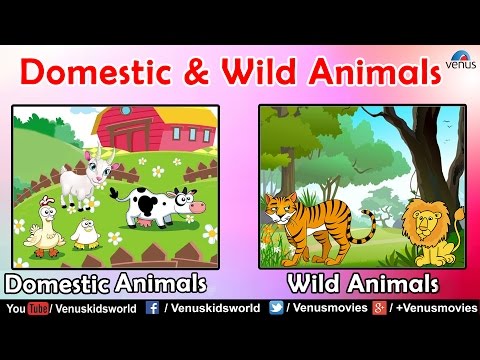 Animal Kingdom ~ Domestic & Wild Animals