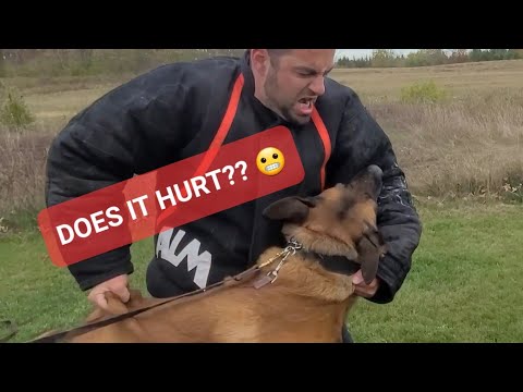 Does being a decoy HURT? Real Dog Training