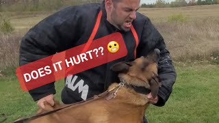 Does Being A Decoy Hurt? Real Dog Training