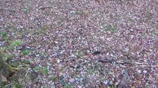 Wisconsin Deer Hunting 2017 Getting Ready