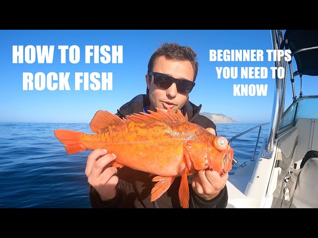 HOW TO FISH FOR ROCK FISH (Breaking Down the Basics) 