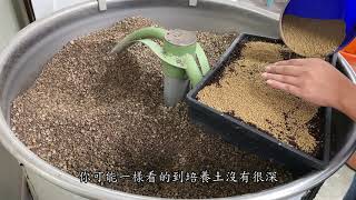 【 MC多肉園 】下雨天悠閒學緋牡丹發根 莫忘初衷 必修課多肉植物 MC Succulent plant Vlog