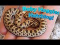 Our Last Clutch of 2020- Baby Hognose Snakes!