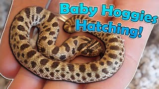 Our Last Clutch of 2020- Baby Hognose Snakes!