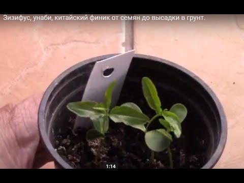 Зизифус, унаби, китайский финик от семян до высадки в грунт.