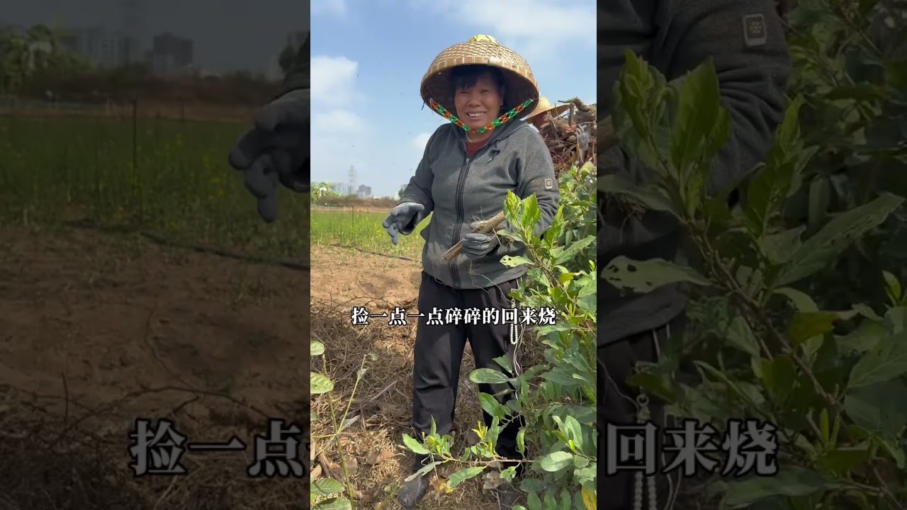 老爸老妈说家里没有柴烧了，鸡司令一大早就起来去捡柴，以前很难得的柴火现在遍地都是没人要了，几个人半个小时就捡了满满一车，老妈捡的根本不想回家#广东 #湛江 #家庭日常 #小芬旅记