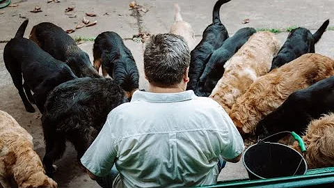 ¿Qué no dar de comer a los perros en Acción de Gracias?