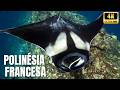 🐠 Segredos do Pacífico: A Vida Marinha Fantástica da Polinésia Francesa - Documentário Extra Longo