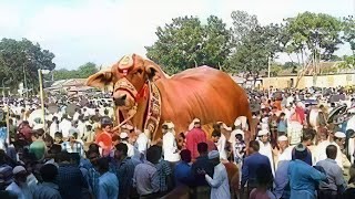 ये सांड है या फिर दानव | Biggest Bulls in the World