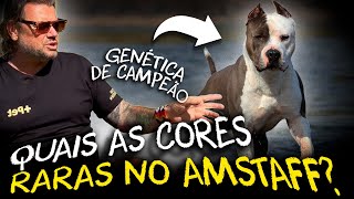 O SEGREDO DO AMERICAN STAFFORDSHIRE TERRIER: O QUE TORNA ESSA RAÇA ÚNICA?