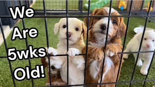 Mini Goldendoodle Litter That is 5 Weeks Old | OliviaXDave