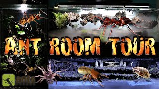 Updated Ant Room Tour 2021