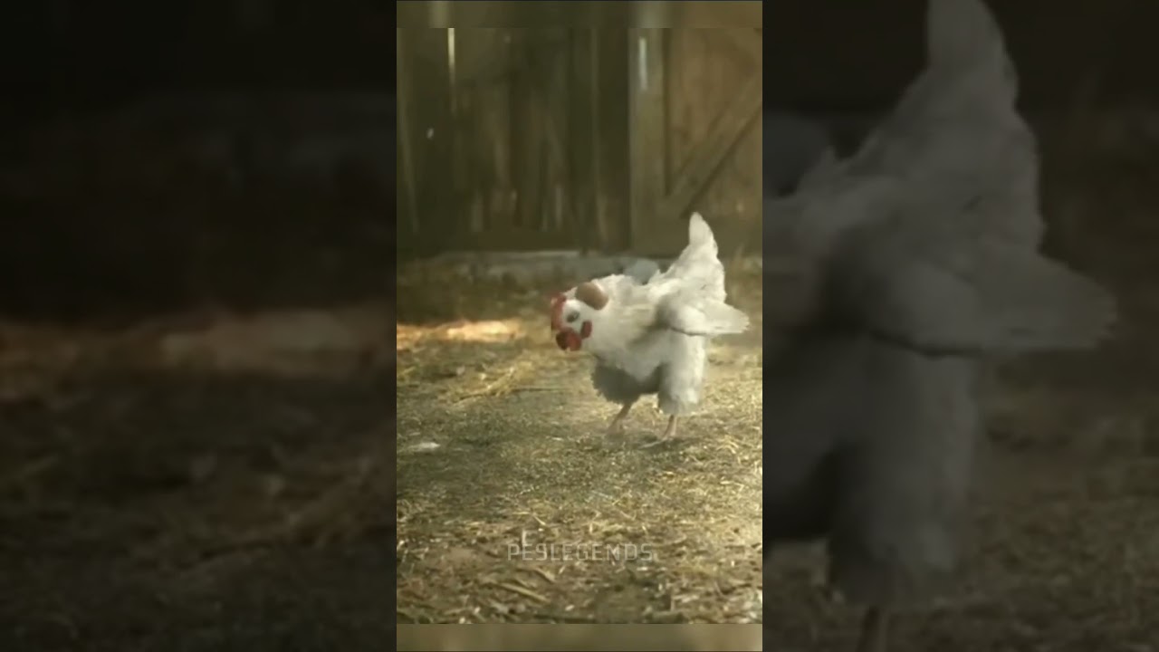 Chicken got some skills 🤯😲😮