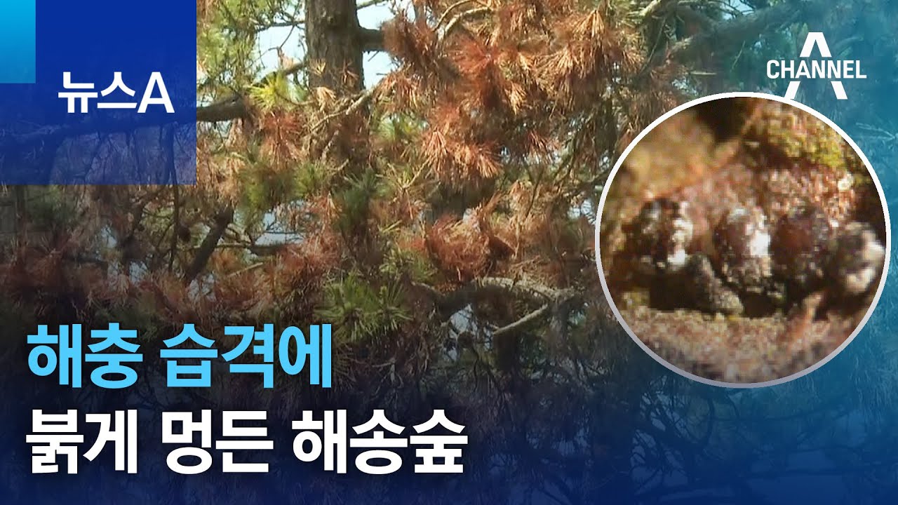 해충 습격에…붉게 멍든 해송숲 | 뉴스A - YouTube