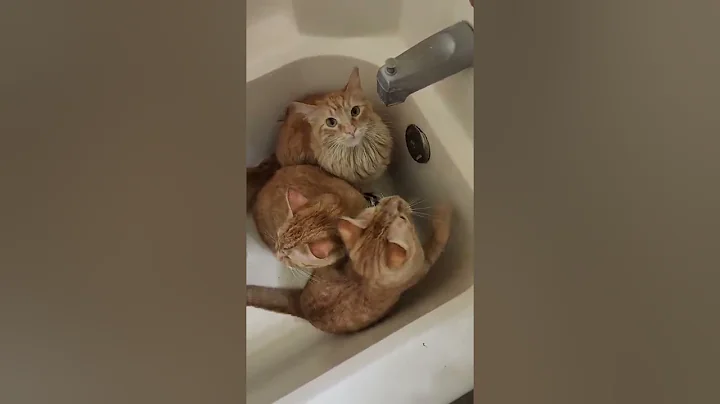 Video 11834921: bathtub cat, bathtub water