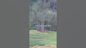 The MOST INTENSE CHASE with BOBCAT & SQUIRREL! #shorts