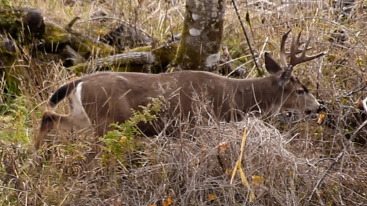 Blacktail Deer In Rut **BIG BUCKS! - YouTube