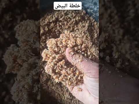 خلطة إنتاج البيض حلبة نخالة قمح شعير مطحون علف مركب
