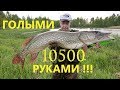 Поймал Щуку Монстра 10+ ГОЛЫМИ РУКАМИ! Жесть! Трофейная Щука!