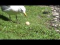 Silbermwe als eierdieb  herring gull with stolen egg