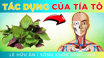 10 tác dụng TỐT KHÔNG NGỜ của lá TÍA TÔ với sức khoẻ (và cách nấu nước lá TÍA TÔ trị bệnh)