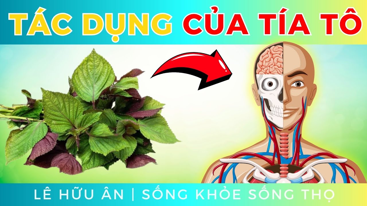 10 tác dụng TỐT KHÔNG NGỜ của lá TÍA TÔ với sức khoẻ (và cách nấu nước lá TÍA TÔ trị bệnh)