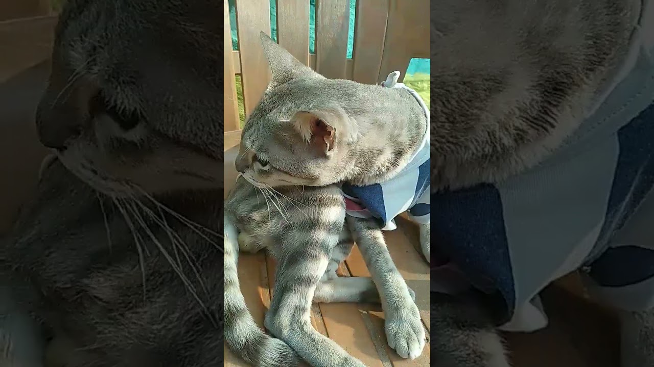 🙀 cat shorts video 