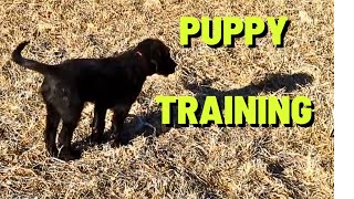 679 RSW Puppy Training   Sadies Almost Big Adventure by Rosa String Works 1,262 views 3 months ago 13 minutes, 53 seconds