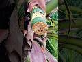 fast cutting flowers only from coconutree