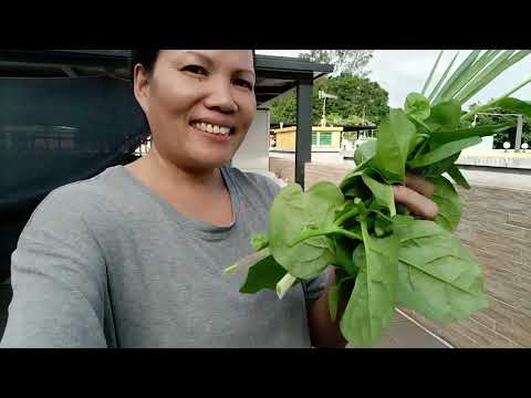 Mamimitas Na Tayo Ng Ating Tinanim,Wow Ang Tabs Nila #spinach #harvesting #viral