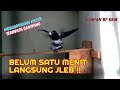 Cara mudah menjodohkan burung kacer - Burung Kacer kawin di kandang tangkar