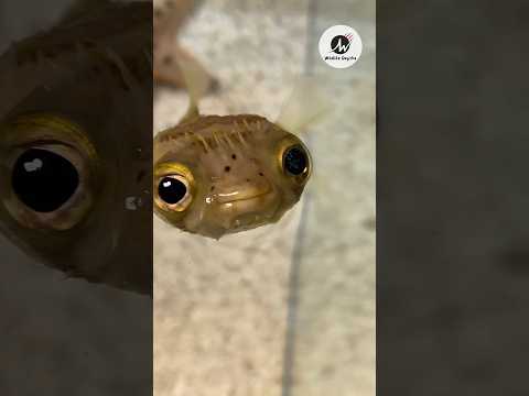 Pufferfish 🐡: The