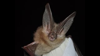 Bat hibernation