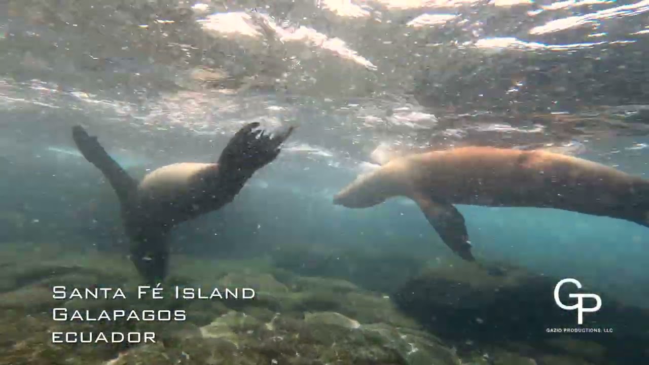 Sea Lions playing @ Santa Fe Island, Galapagos, Ecuador