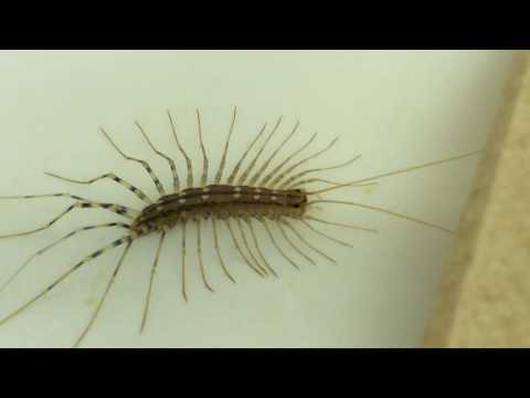 ID - Scutigera coleoptrata - The Deadly House Centipede!!!