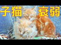 子猫保護! 瀕死状態で寄り添っていた茶トラ子猫が奇跡のV字回復で家猫へ!