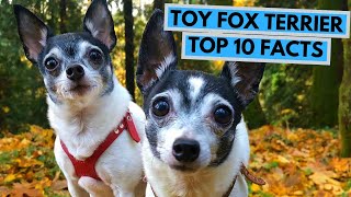 Toy Fox Terrier  TOP 10 Interesting Facts